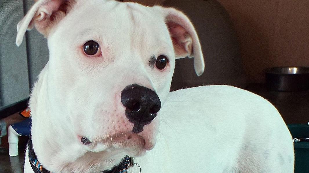 Adopt A Friend: Orion